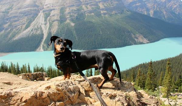 Guía para Viajar con Perro en Avión [Todo lo que necesitas saber]