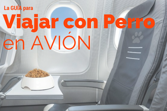 Guía para Viajar con Perro en Avión [Todo lo que necesitas saber]