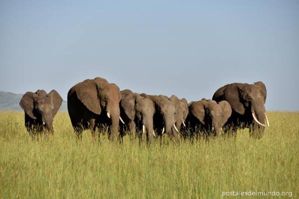 Explorando el Serengeti (II)