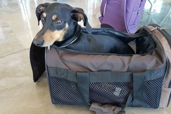 Guía para Viajar con Perro en Avión [Todo lo que necesitas saber]