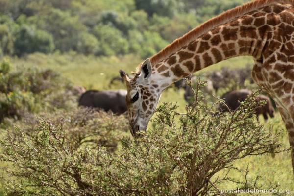 Tanzania: de safari por África