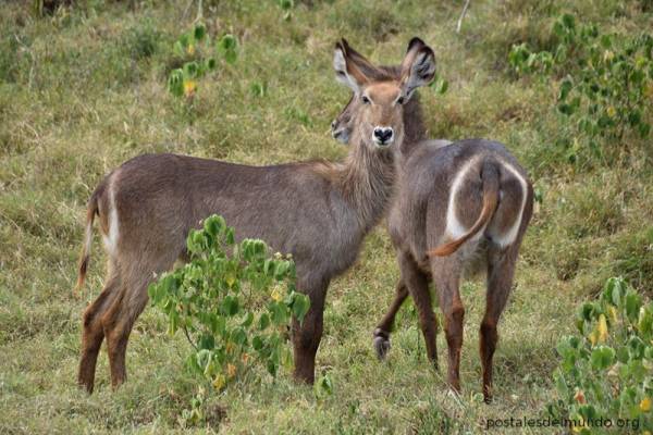 Arusha, un pequeño parque de Tanzania