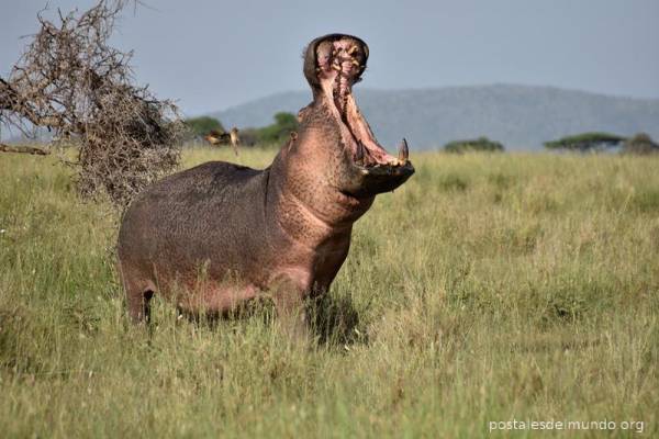 Explorando el Serengeti (I)