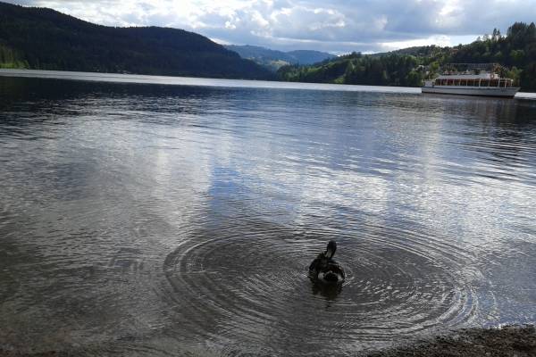 Lago Titisee Selva Negra