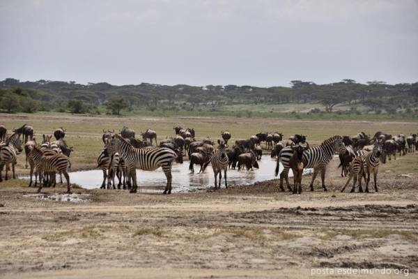 La fauna de Ndutu